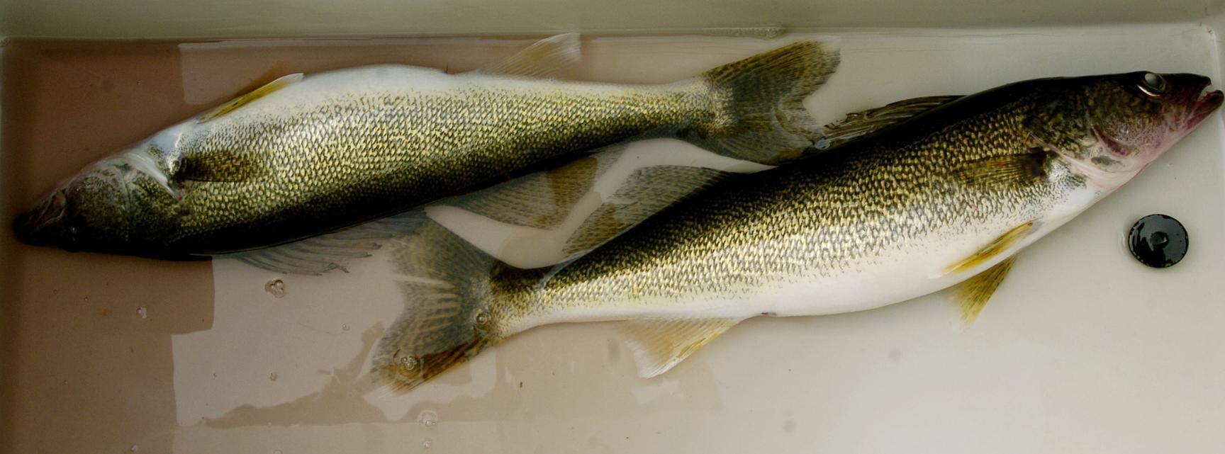 lake erie bait and tackle